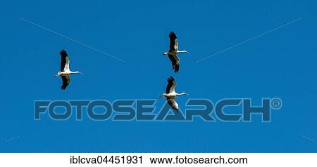 Three white storks (Ciconia ciconia) in flight, blue sky, Schleswig-Holstein, Germany, Europe View Large Photo Image Stock Image - Three white storks (Ciconia ciconia) in flight, blue sky, Schleswig-Holstein, Germany, Europe. Fotosearch