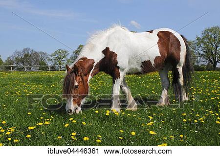 Tinker race horse, Przewalski's horse, Irish Tinker Pony (Equus przewalskii f. Caballus), grazing, flower meadow, Schleswig-Holstein, Germany, Europe View Large Photo Image Stock Image - Tinker race horse, Przewalski's horse, Irish Tinker Pony (Equus przewalskii f. Caballus), grazing, flower meadow, Schleswig-Holstein, Germany, Europe. Fotosearch