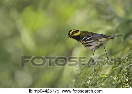 Townsend's Warbler (Setophaga townsendi), adult male, South Padre Island, Texas, USA, North America View Large Photo Image Stock Photography - Townsend's Warbler (Setophaga townsendi), adult male, South Padre Island, Texas, USA, North America. Fotosearch