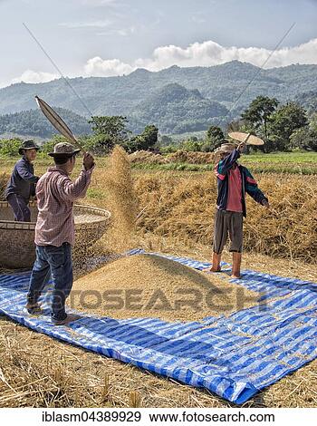 Traditional rice harvest, Chiang Rai Province, Thailand, Asia View Large Photo Image Stock Photo - Traditional rice harvest, Chiang Rai Province, Thailand, Asia. Fotosearch