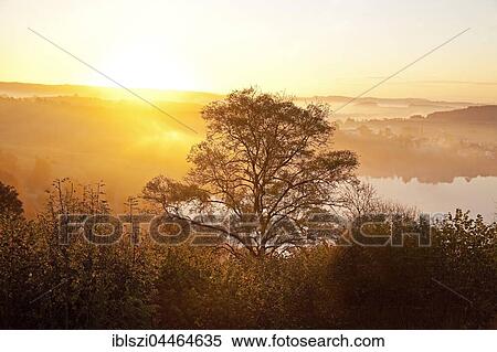 Tree and lake, Schalkenmehrener Maar in autumn at sunrise, Schalkenmehren, Daun, Vulkaneifel, Eifel, Rhineland-Palatinate, Germany, Europe View Large Photo Image Stock Photography - Tree and lake, Schalkenmehrener Maar in autumn at sunrise, Schalkenmehren, Daun, Vulkaneifel, Eifel, Rhineland-Palatinate, Germany, Europe. Fotosearch