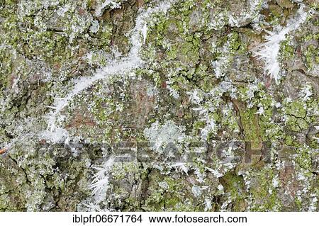 Tree bark with hoarfrost View Large Photo Image Picture - Tree bark with hoarfrost. Fotosearch