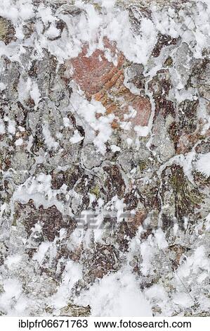 Tree bark with hoarfrost View Large Photo Image Stock Image - Tree bark with hoarfrost. Fotosearch