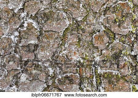 Tree bark with hoarfrost View Large Photo Image Stock Photo - Tree bark with hoarfrost. Fotosearch