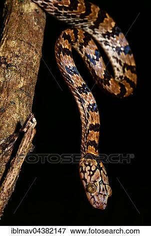 Tree snake (Stenophis granuliceps) on branch, night time, Amber Mountain National Park, Madagascar, Africa View Large Photo Image Stock Photo - Tree snake (Stenophis granuliceps) on branch, night time, Amber Mountain National Park, Madagascar, Africa. Fotosearch