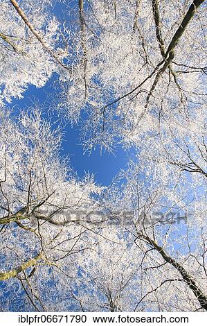 Tree trunks in forest in winter, with hoarfrost, frog perspective, Switzerland, Europe View Large Photo Image Stock Image - Tree trunks in forest in winter, with hoarfrost, frog perspective, Switzerland, Europe. Fotosearch