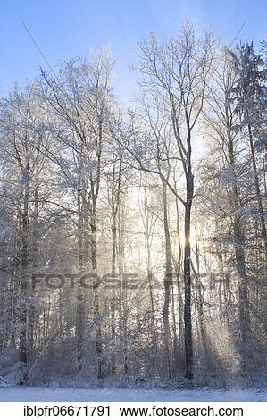 Tree trunks in forest in winter with hoarfrost, in fog, Switzerland, Europe View Large Photo Image Stock Image - Tree trunks in forest in winter with hoarfrost, in fog, Switzerland, Europe. Fotosearch