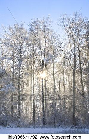 Tree trunks in forest in winter with hoarfrost, in fog, Switzerland, Europe View Large Photo Image Stock Image - Tree trunks in forest in winter with hoarfrost, in fog, Switzerland, Europe. Fotosearch
