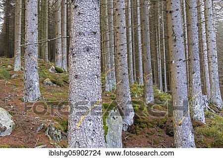 Trees marked in the forest, near Schierke, Harz, Saxony-Anhalt, Germany, Europe View Large Photo Image Picture - Trees marked in the forest, near Schierke, Harz, Saxony-Anhalt, Germany, Europe. Fotosearch