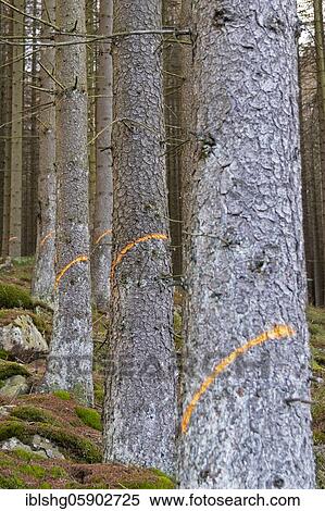 Trees marked in the forest, near Schierke, Harz, Saxony-Anhalt, Germany, Europe View Large Photo Image Stock Photography - Trees marked in the forest, near Schierke, Harz, Saxony-Anhalt, Germany, Europe. Fotosearch