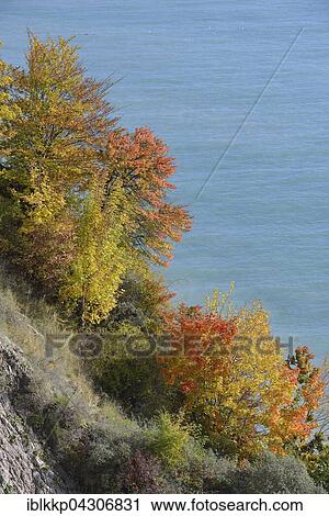 Trees on cliffs, autumn, Jasmund National Park, Baltic Sea, Sassnitz, Rügen, Mecklenburg-Western Pomerania View Large Photo Image Stock Image - Trees on cliffs, autumn, Jasmund National Park, Baltic Sea, Sassnitz, Rügen, Mecklenburg-Western Pomerania. Fotosearch