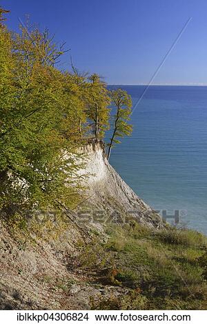 Picture - Trees on cliffs, Jasmund National Park, view of Baltic Sea, Sassnitz, Rügen, Mecklenburg-Western Pomerania. Fotosearch