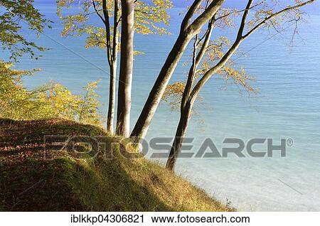 Stock Image - Trees on cliffs, Jasmund National Park, view of Baltic Sea, Sassnitz, Rügen, Mecklenburg-Western Pomerania. Fotosearch