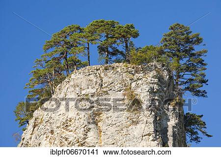 Stock Image - Trees on rock tower, Basel-Landschaft, Switzerland, Europe. Fotosearch