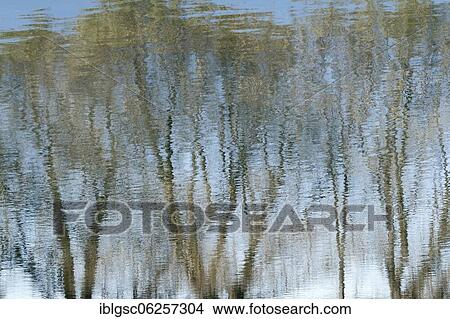 Trees reflected on water surface, Quebec Province, Canada, North America View Large Photo Image Picture - Trees reflected on water surface, Quebec Province, Canada, North America. Fotosearch