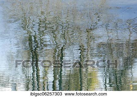 Trees reflected on water surface, Quebec Province, Canada, North America View Large Photo Image Stock Image - Trees reflected on water surface, Quebec Province, Canada, North America. Fotosearch
