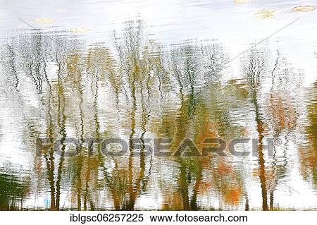 Trees reflected on water surface, Quebec Province, Canada, North America View Large Photo Image Stock Photography - Trees reflected on water surface, Quebec Province, Canada, North America. Fotosearch