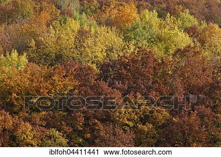 Stock Image - Trees with autumn colors, fall foliage, Briedern, Rhineland-Palatinate, Germany, Europe. Fotosearch