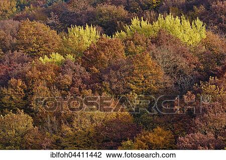 Trees with autumn colors, fall foliage, Briedern, Rhineland-Palatinate, Germany, Europe View Large Photo Image Stock Image - Trees with autumn colors, fall foliage, Briedern, Rhineland-Palatinate, Germany, Europe. Fotosearch