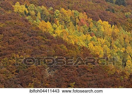Stock Image - Trees with autumn colors, fall foliage, Briedern, Rhineland-Palatinate, Germany, Europe. Fotosearch
