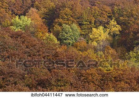Stock Photo - Trees with autumn colors, fall foliage, Briedern, Rhineland-Palatinate, Germany, Europe. Fotosearch