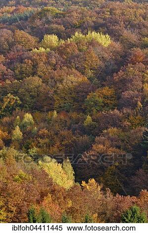 Trees with autumn colors, fall foliage, Briedern, Rhineland-Palatinate, Germany, Europe View Large Photo Image Stock Photography - Trees with autumn colors, fall foliage, Briedern, Rhineland-Palatinate, Germany, Europe. Fotosearch