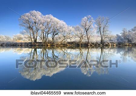 Trees with hoar frost, reflection in River Saale, in Weissenfels, Saxony-Anhalt, Germany, Europe View Large Photo Image Stock Photo - Trees with hoar frost, reflection in River Saale, in Weissenfels, Saxony-Anhalt, Germany, Europe. Fotosearch