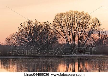Treetop with cormorants (Phalacrocorax carbo) at sunset, Lake Bramfelder, Hamburg, Germany, Europe View Large Photo Image Stock Photograph - Treetop with cormorants (Phalacrocorax carbo) at sunset, Lake Bramfelder, Hamburg, Germany, Europe. Fotosearch