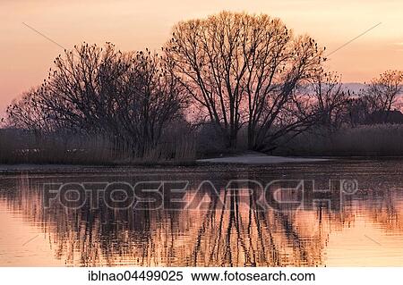 Treetop with cormorants (Phalacrocorax carbo) at sunset, Lake Bramfelder, Hamburg, Germany, Europe View Large Photo Image Stock Photography - Treetop with cormorants (Phalacrocorax carbo) at sunset, Lake Bramfelder, Hamburg, Germany, Europe. Fotosearch