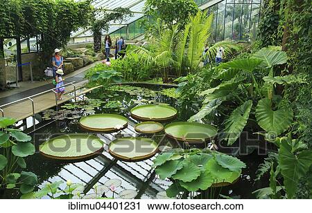Tropical rainforest environment inside the Princess of Wales conservatory, Royal Botanic Gardens, Kew, London, England, UK View Large Photo Image Stock Image - Tropical rainforest environment inside the Princess of Wales conservatory, Royal Botanic Gardens, Kew, London, England, UK. Fotosearch