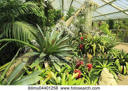 Tropical rainforest environment inside the Princess of Wales conservatory, Royal Botanic Gardens, Kew, London, England, UK View Large Photo Image Stock Photo - Tropical rainforest environment inside the Princess of Wales conservatory, Royal Botanic Gardens, Kew, London, England, UK. Fotosearch