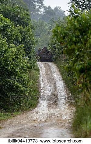 Trucks loaded with tree trunks, illegal logging, Amazon rainforest timber, Trairão District, Pará, Brazil, South America View Large Photo Image Stock Image - Trucks loaded with tree trunks, illegal logging, Amazon rainforest timber, Trairão District, Pará, Brazil, South America. Fotosearch