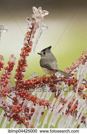 Tufted titmouse (Baeolophus bicolor), adult perched on icy branch of yaupon holly or cassina (Ilex vomitoria) with berries, Hill Country, Texas, USA, North America View Large Photo Image Stock Image - Tufted titmouse (Baeolophus bicolor), adult perched on icy branch of yaupon holly or cassina (Ilex vomitoria) with berries, Hill Country, Texas, USA, North America. Fotosearch