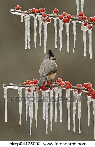 Tufted titmouse (Baeolophus bicolor), adult perched on icy branch of meadow holly (Ilex decidua) with berries, Hill Country, Texas, USA, North America View Large Photo Image Stock Image - Tufted titmouse (Baeolophus bicolor), adult perched on icy branch of meadow holly (Ilex decidua) with berries, Hill Country, Texas, USA, North America. Fotosearch