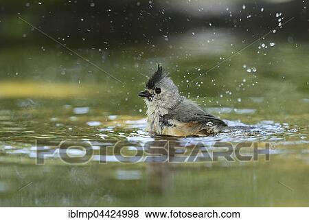 Tufted titmouse (Baeolophus bicolor), adult bathing, Hill Country, Texas, USA, North America View Large Photo Image Stock Photo - Tufted titmouse (Baeolophus bicolor), adult bathing, Hill Country, Texas, USA, North America. Fotosearch