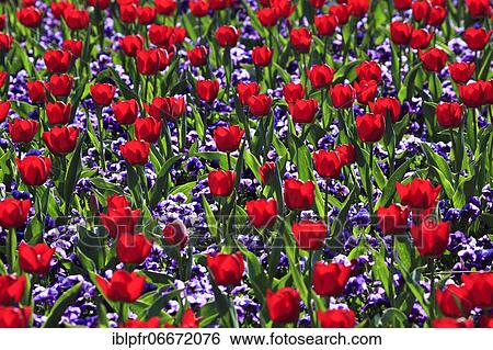 Stock Photograph - Tulip (Tulipa), Germany, Europe. Fotosearch