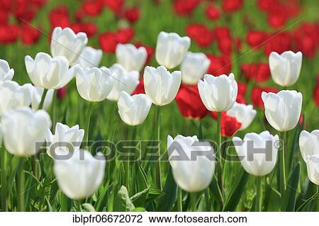 Tulip (Tulipa), Mainau Island, Constance, Germany, Europe View Large Photo Image Stock Image - Tulip (Tulipa), Mainau Island, Constance, Germany, Europe. Fotosearch