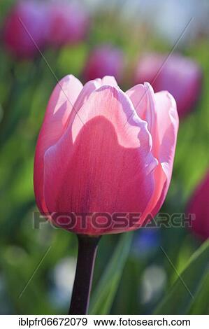 Stock Photo - Tulip (Tulipa), Mainau Island, Constance, Germany, Europe. Fotosearch