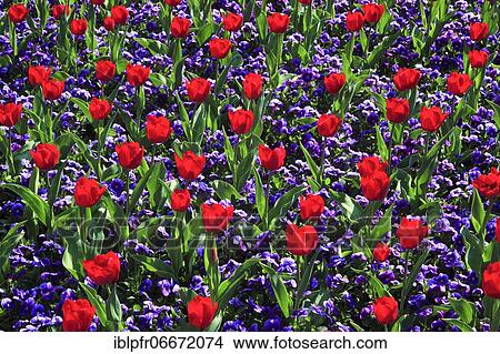 Tulips and violets, Mainau Island, Constance, Germany, Europe View Large Photo Image Picture - Tulips and violets, Mainau Island, Constance, Germany, Europe. Fotosearch