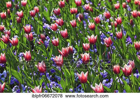 Stock Photo - Tulips and violets, Mainau Island, Constance, Germany, Europe. Fotosearch