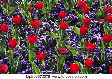 Stock Photography - Tulips and violets, Mainau Island, Constance, Germany, Europe. Fotosearch