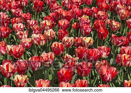 Tulips (Tulipa Spryng Break) in a field, Bollenstreek, The Netherlands, Europe View Large Photo Image Stock Photograph - Tulips (Tulipa Spryng Break) in a field, Bollenstreek, The Netherlands, Europe. Fotosearch