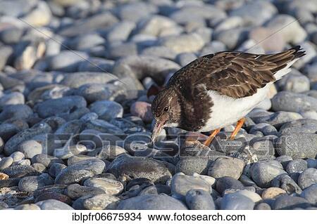 Picture - Turnstones, Arenaria interpres, Germany, Europe. Fotosearch
