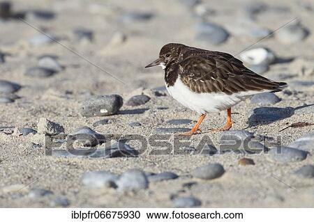 Turnstones, Arenaria interpres, Germany, Europe View Large Photo Image Stock Image - Turnstones, Arenaria interpres, Germany, Europe. Fotosearch