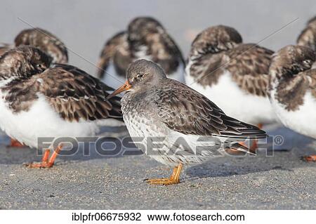 Stock Image - Turnstones, Arenaria interpres, Germany, Europe. Fotosearch