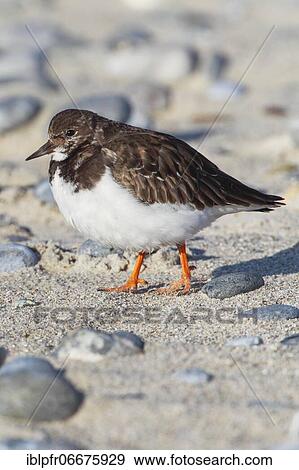 Turnstones, Arenaria interpres, Germany, Europe View Large Photo Image Stock Photo - Turnstones, Arenaria interpres, Germany, Europe. Fotosearch