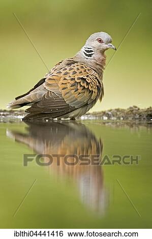 Turtle dove (Streptopelia turtur) in bird bath, Reflection, Kiskunság National Park, Hungary, Europe View Large Photo Image Stock Photograph - Turtle dove (Streptopelia turtur) in bird bath, Reflection, Kiskunság National Park, Hungary, Europe. Fotosearch