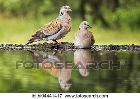 Turtle dove (Streptopelia turtur), couple standing at bird bath, Reflection, Kiskunság National Park, Hungary, Europe View Large Photo Image Stock Photo - Turtle dove (Streptopelia turtur), couple standing at bird bath, Reflection, Kiskunság National Park, Hungary, Europe. Fotosearch