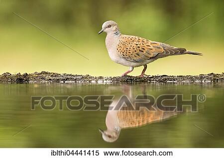 Turtle dove (Streptopelia turtur) standing at bird bath, Reflection, Kiskunság National Park, Hungary, Europe View Large Photo Image Stock Photography - Turtle dove (Streptopelia turtur) standing at bird bath, Reflection, Kiskunság National Park, Hungary, Europe. Fotosearch