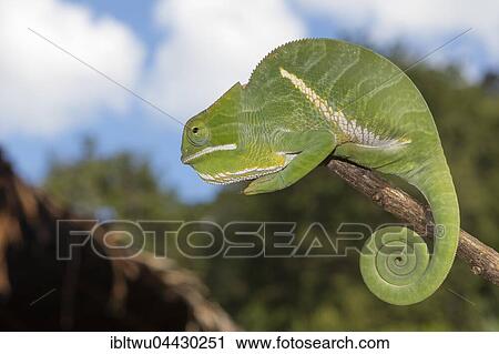 Two-banded chameleon or rainforest chameleon (Furcifer balteatus), rainforest, Ranomafana National Park, Southern Highlands, Madagascar, Africa View Large Photo Image Stock Image - Two-banded chameleon or rainforest chameleon (Furcifer balteatus), rainforest, Ranomafana National Park, Southern Highlands, Madagascar, Africa. Fotosearch
